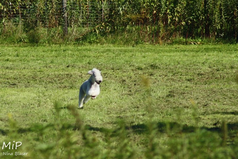 2010-10-03 Coursing-Training GE (21).jpg